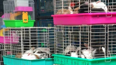 Untitled design 2026 09 19T191418.042 Exotic primate smuggling
