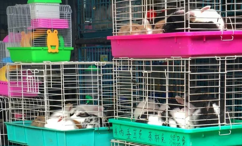 Untitled design 2026 09 19T191418.042 Exotic primate smuggling