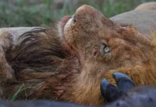 Untitled design 2026 09 21T215054.991 Tanzania lion poisoning