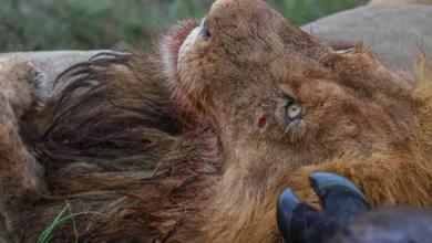 Untitled design 2026 09 21T215054.991 Tanzania lion poisoning