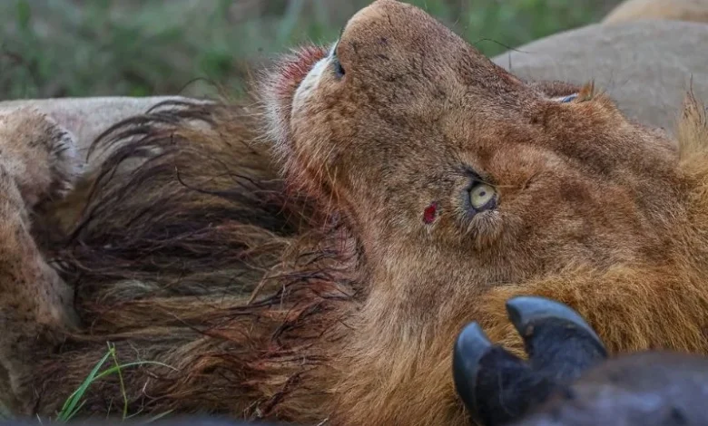 Untitled design 2026 09 21T215054.991 Tanzania lion poisoning