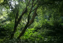 Untitled design 2026 09 21T215933.088 sacred groves drive forest restoration