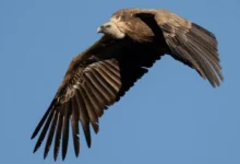 Untitled design 2026 09 21T222236.561 Bulgaria Griffon Vultures return