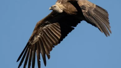 Untitled design 2026 09 21T222236.561 Bulgaria Griffon Vultures return