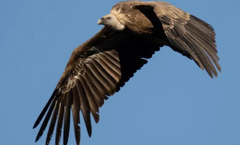 Untitled design 2026 09 21T222236.561 Bulgaria Griffon Vultures return