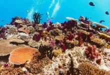 Untitled design 2026 09 22T211017.939 Bali coral reefs