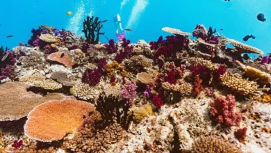 Untitled design 2026 09 22T211017.939 Bali coral reefs