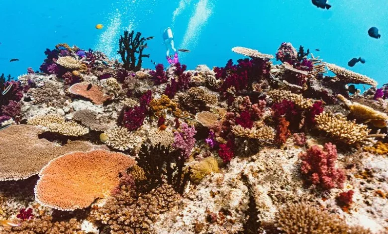 Untitled design 2026 09 22T211017.939 Bali coral reefs