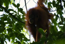 Untitled design 2026 09 23T195527.053 Indonesia forest fires