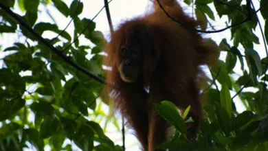 Untitled design 2026 09 23T195527.053 Indonesia forest fires