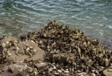 Untitled design 2026 09 23T200519.682 oyster reef restoration
