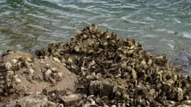 Untitled design 2026 09 23T200519.682 oyster reef restoration