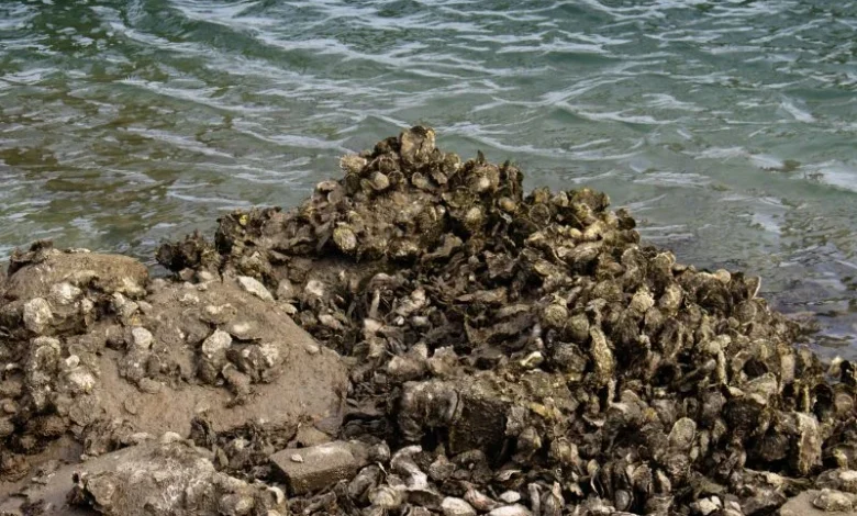 Untitled design 2026 09 23T200519.682 oyster reef restoration