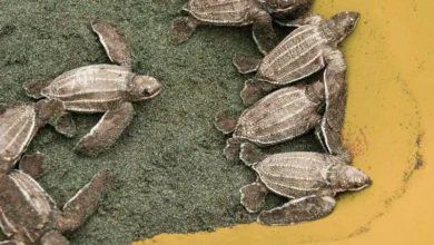 Untitled design 2026 09 24T220956.679 sea turtle eggs