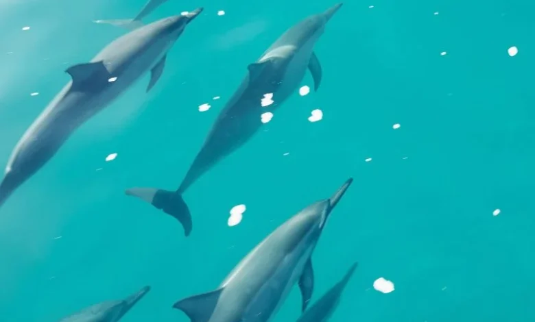 Indus River dolphin sanctuary