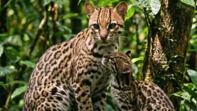 Untitled design 2026 09 25T185145.767 new wild cat species