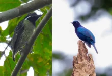 Untitled design 2026 09 25T191500.752 Ghana cuckooshrike