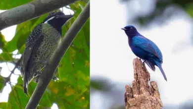 Untitled design 2026 09 25T191500.752 Ghana cuckooshrike