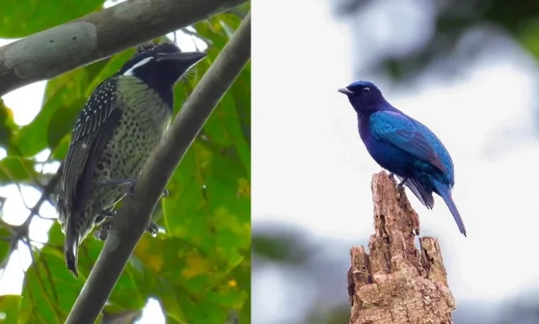 Untitled design 2026 09 25T191500.752 Ghana cuckooshrike