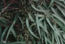 Untitled design 2026 09 25T193439.895 eucalyptus plantation water depletion