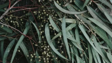 Untitled design 2026 09 25T193439.895 eucalyptus plantation water depletion