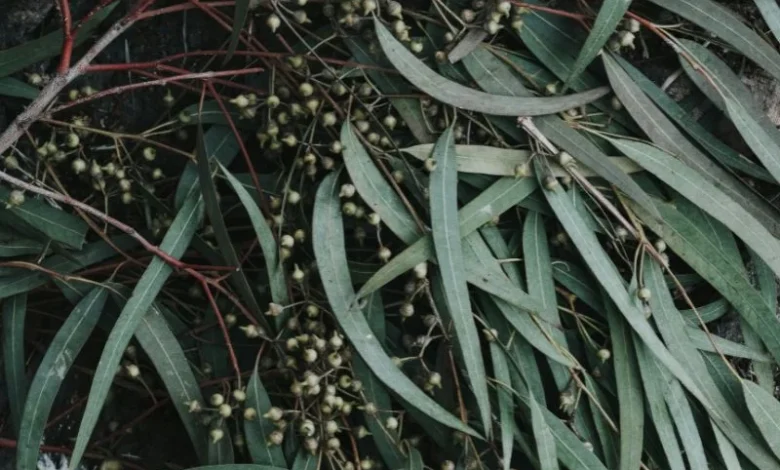 eucalyptus plantation water depletion
