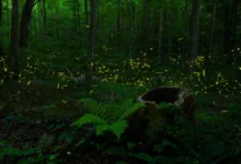 Untitled design 2026 09 26T203829.306 Restore Bali Fireflies
