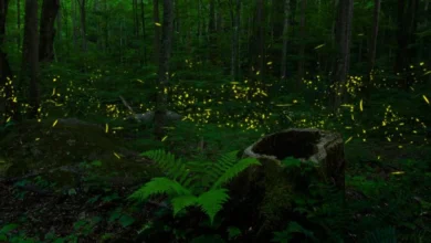 Untitled design 2026 09 26T203829.306 Restore Bali Fireflies