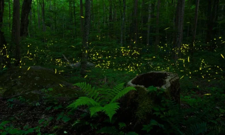 Restore Bali Fireflies