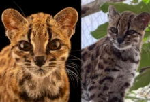 Untitled design 2026 09 26T204949.364 tilcayo cat discovery