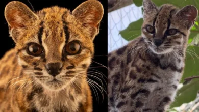 Untitled design 2026 09 26T204949.364 tilcayo cat discovery