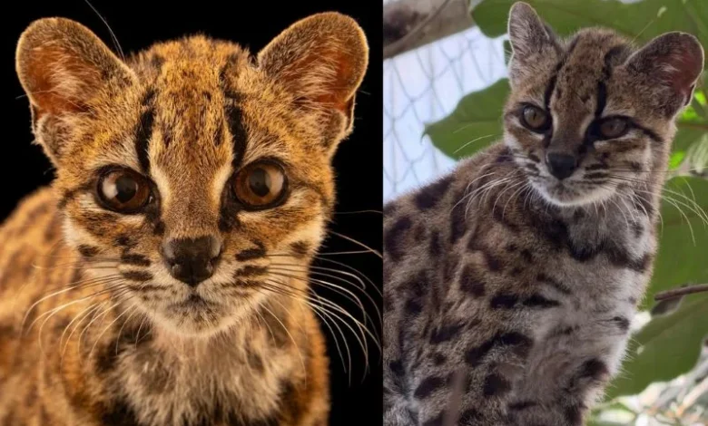 tilcayo cat discovery
