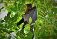 Untitled design 2026 09 28T230242.146 European bat origin