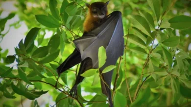 Untitled design 2026 09 28T230242.146 European bat origin