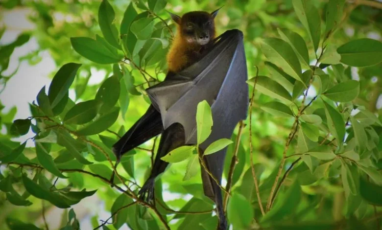 European bat origin