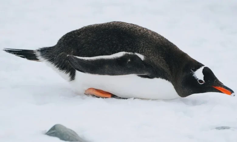 yellow-eyed penguins decline