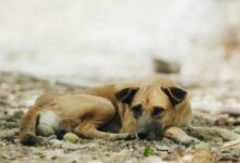 Untitled design 2026 09 29T220616.621 dog-transmitted rabies