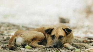 Untitled design 2026 09 29T220616.621 dog-transmitted rabies