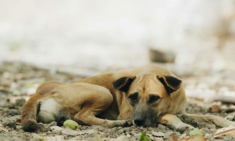 dog-transmitted rabies