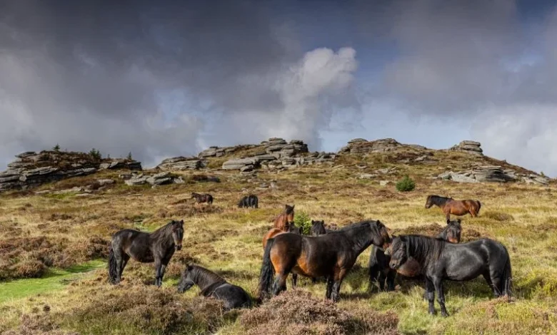 Cornish wildlife sanctuary