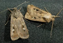 Bogong Moth Swarms Across Australia Fuel Hope for Endangered Species Recovery Bogong Moth Swarms