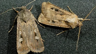 Bogong Moth Swarms Across Australia Fuel Hope for Endangered Species Recovery Bogong Moth Swarms