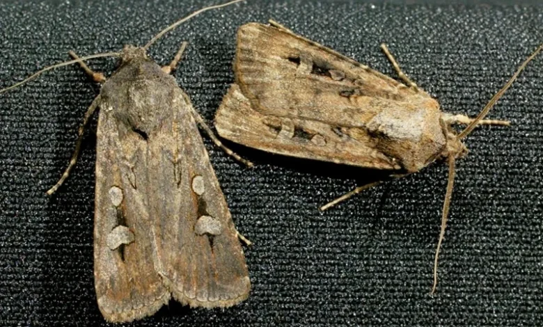 Bogong Moth Swarms Across Australia Fuel Hope for Endangered Species Recovery Bogong Moth Swarms