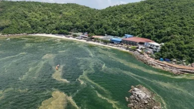 Plankton Bloom Turns Thai Island Waters Bright Green Plankton Bloom Turns Thai Island Waters Bright Green