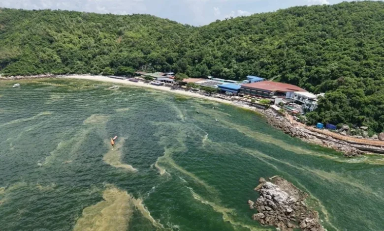 Plankton Bloom Turns Thai Island Waters Bright Green Plankton Bloom Turns Thai Island Waters Bright Green