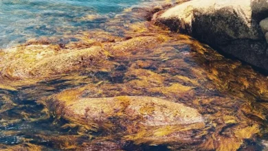 Untitled Design 2026 10 19T202040.831 kelp forests disappearing