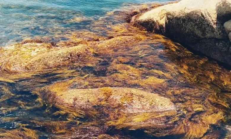 Untitled Design 2026 10 19T202040.831 kelp forests disappearing