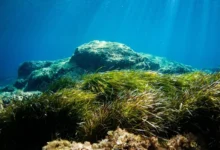 Untitled Design 2026 10 20T164809.937 seagrass meadows blue carbon