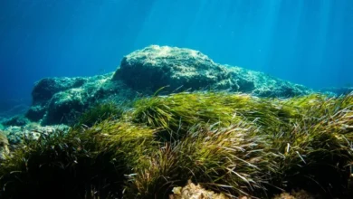 Untitled Design 2026 10 20T164809.937 seagrass meadows blue carbon