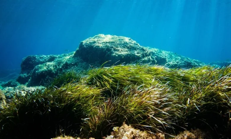 Untitled Design 2026 10 20T164809.937 seagrass meadows blue carbon